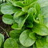 Homestead Seed CSA Share